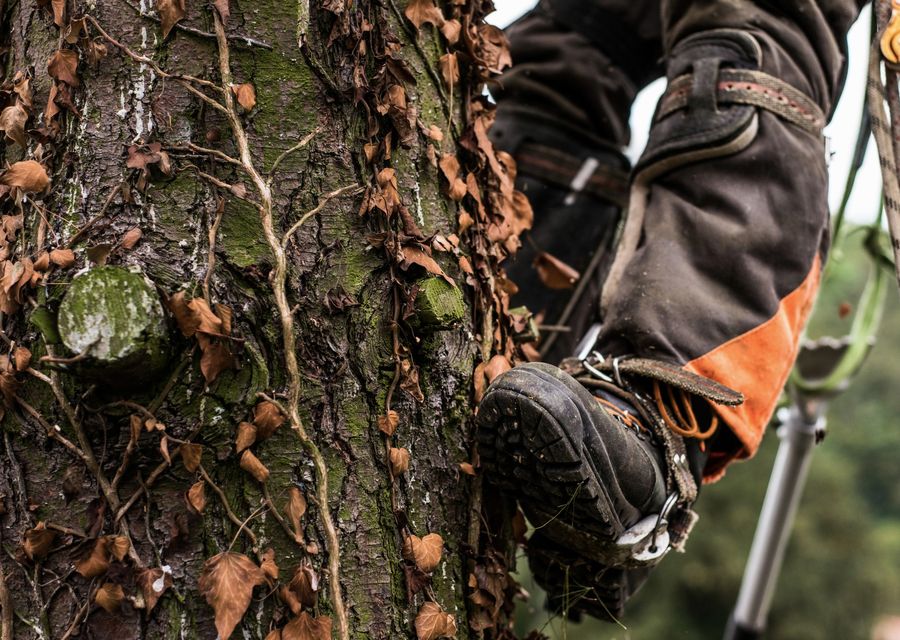 Tree trimming and pruning by Sam's Tree Service in Hardeeville, SC
