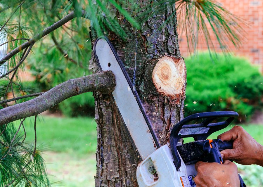 Tree trimming and pruning by Martinsen Tree Service in Hoffman Estates, IL