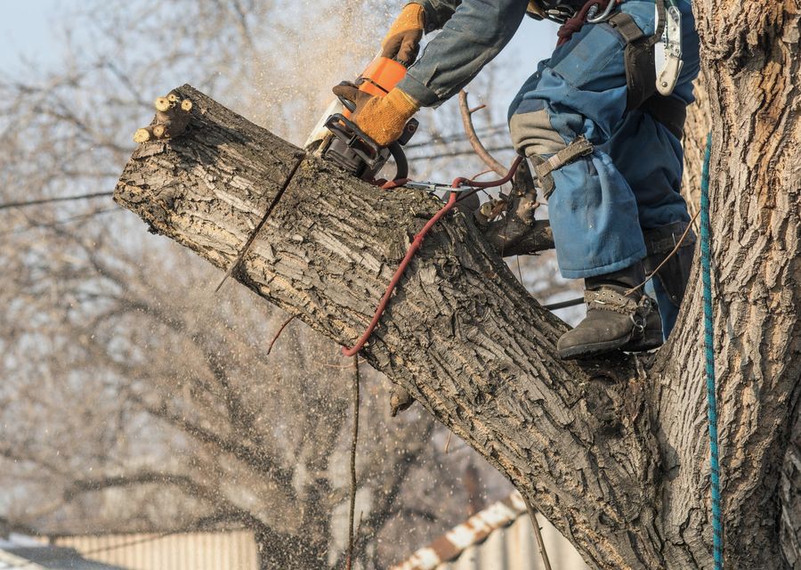 Tree trimming and pruning by Arborist Now in North Union, PA