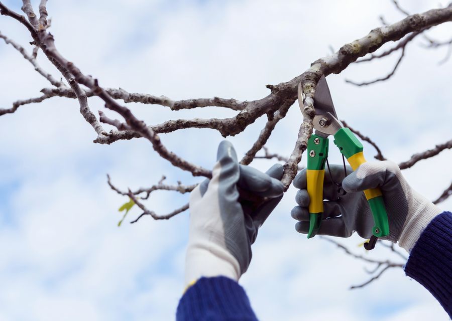 Tree trimming and pruning by Anthony Tree Care in Towamencin, PA