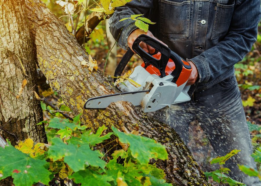 Tree trimming and pruning by JNP Tree Removal LLC in Oak Brook, IL