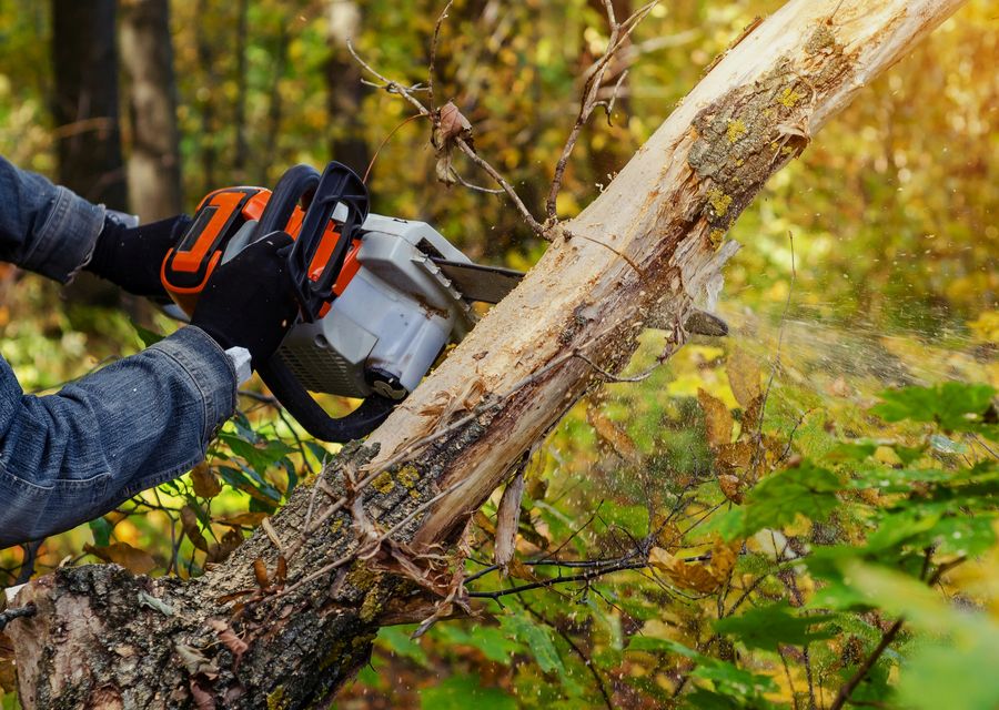 Tree trimming and pruning by Big Dawgs Tree Service and Arbor in Abington, PA