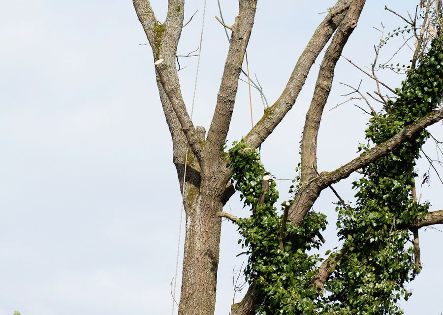 Tree trimming and pruning by Prestige Landscaping Experts in Fort Mill, SC