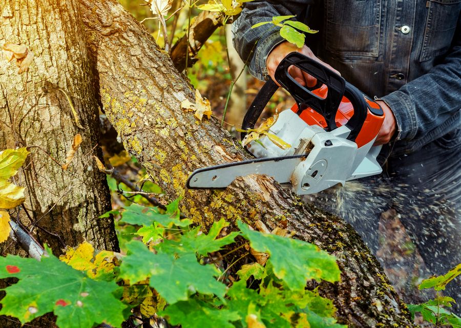 Tree trimming and pruning by Island Greenery Landscape in Oakwood, GA