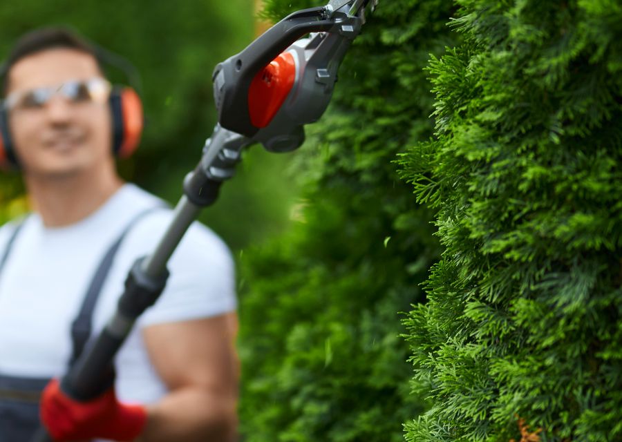 Tree trimming and pruning by Traditional Tree Service in Lansing, IL