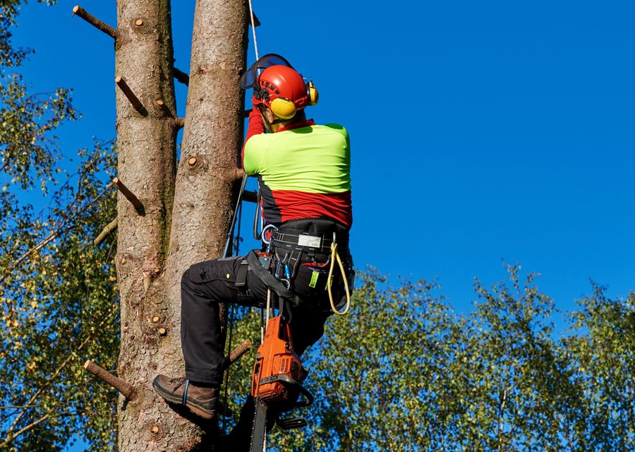 Tree trimming and pruning by SteelBranch Tree service in Plainfield, IL