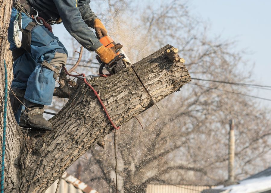 Tree trimming and pruning by Chop Chop Tree in Lower Merion, PA