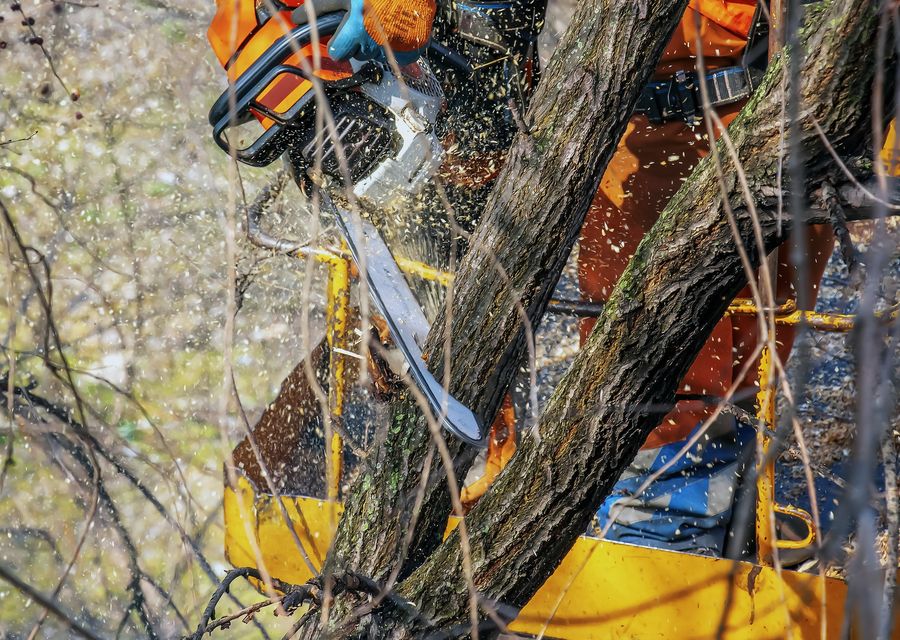 Tree trimming and pruning by J.B'S Tree Service in Stone Mountain, GA