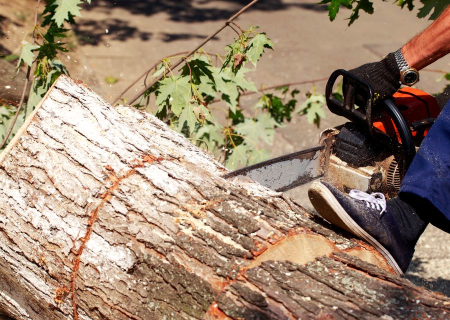 Tree trimming and pruning by Elevated Tree Care in Strasburg, PA