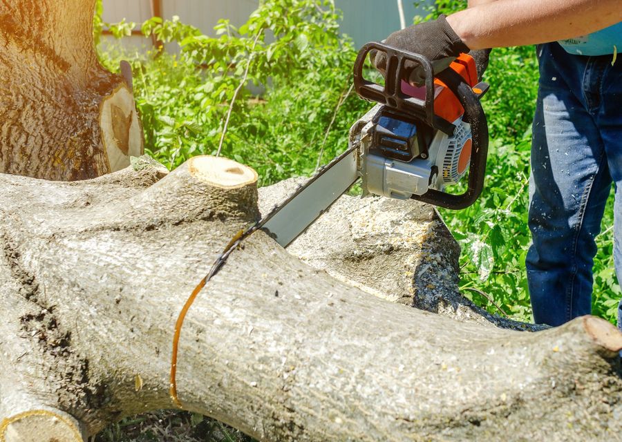 Tree trimming and pruning by Tree Express in Fort Worth, TX
