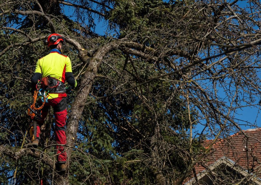 Tree trimming and pruning by Harder Tree and Landscape Service in Cumming, GA