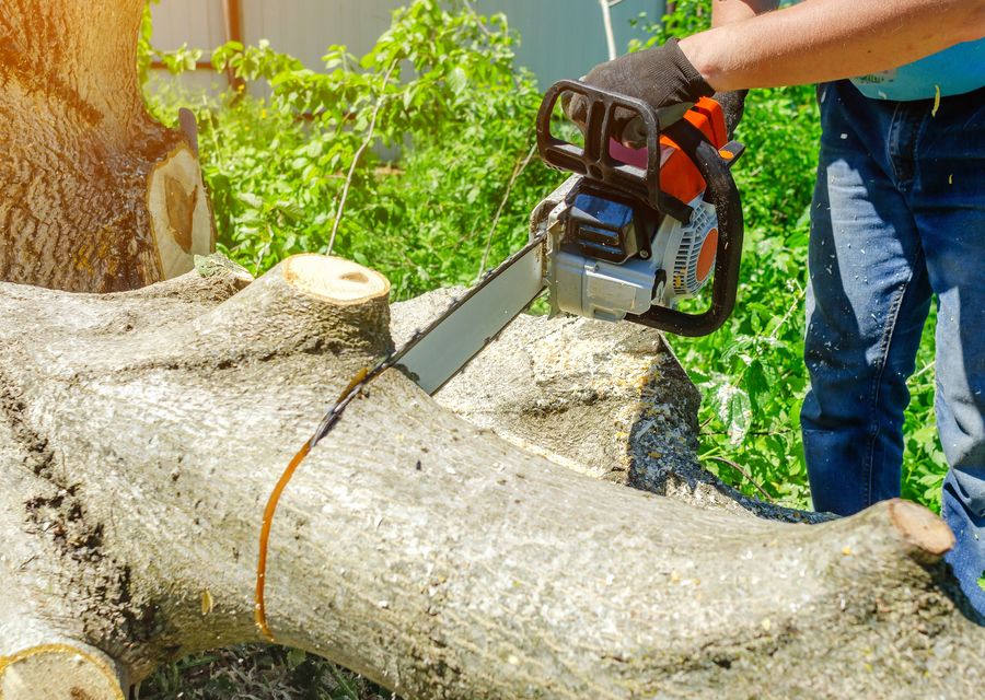 Tree trimming and pruning by Elite Tree Removal in Kittery, ME