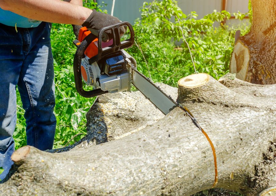 Tree trimming and pruning by Briggs Tree Service & Landscaping in Dyer, IN
