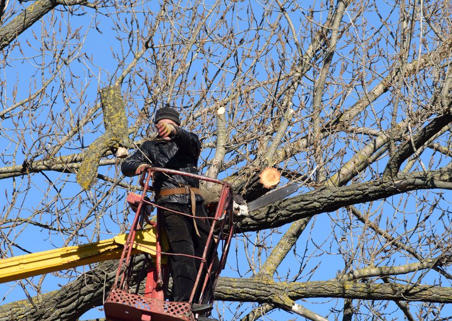 Tree trimming and pruning by Mendez Tree Removal LLC in Bell, PA