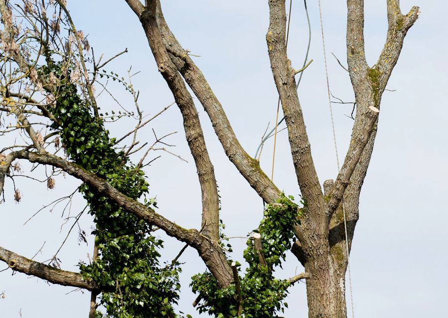 Tree trimming and pruning by Local Tree Experts in Bridgeview, IL