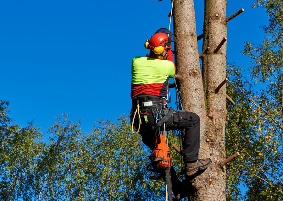 Tree trimming and pruning by Mike's Tree Service in Pennsburg, PA