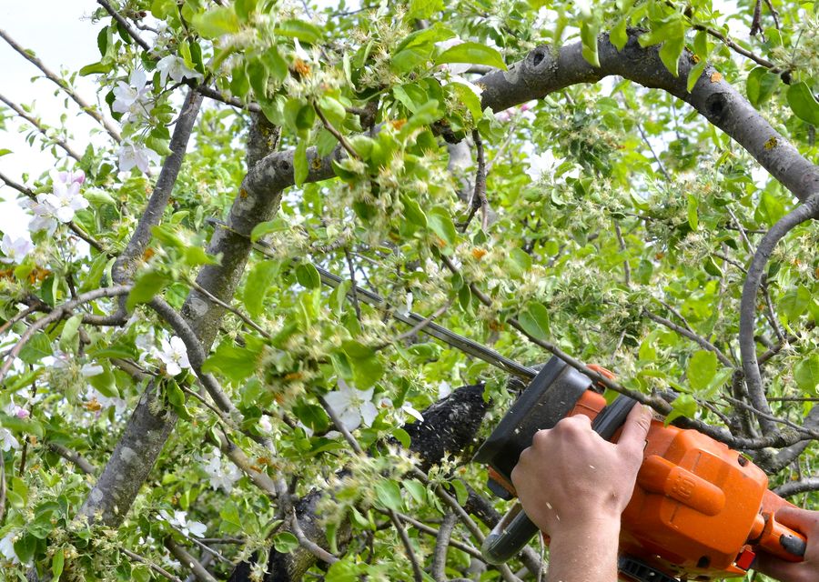 Tree trimming and pruning by TerraPro Stump Grinding in Liberty Hill, TX