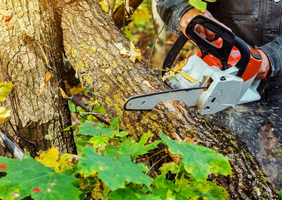 Tree trimming and pruning by Complete Tree Care in Hatboro, PA