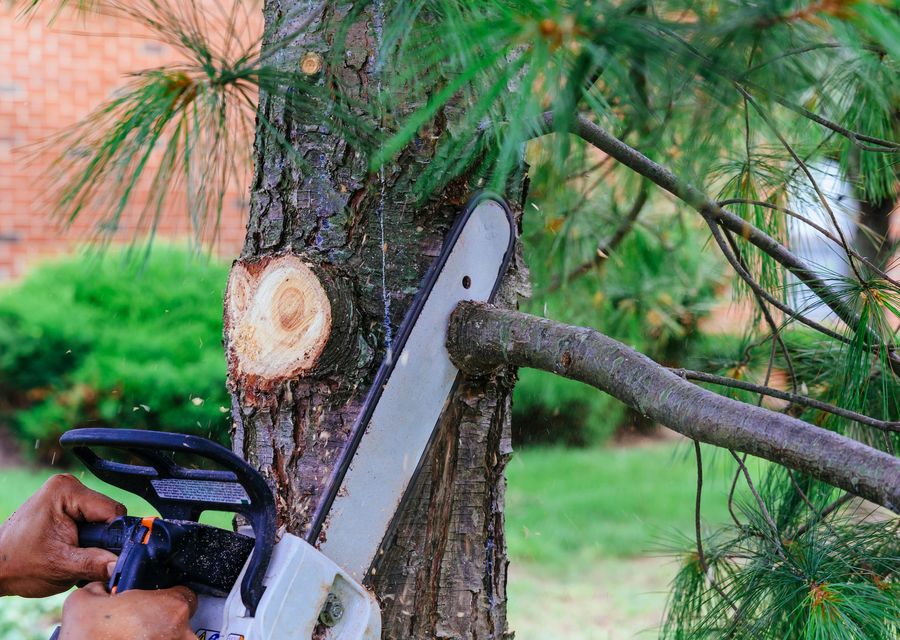Tree trimming and pruning by Ben's Tree Service LLC in Casselberry, FL