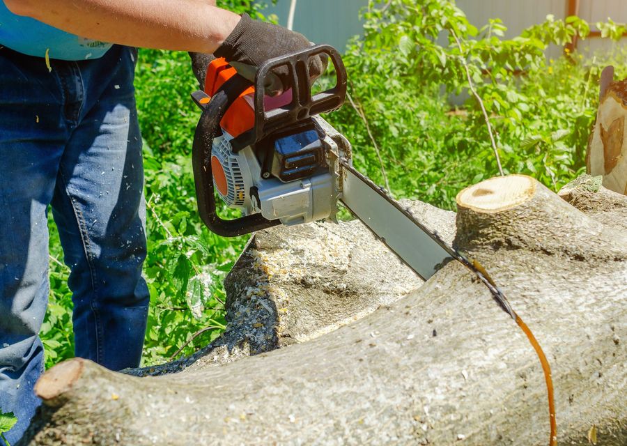 Tree trimming and pruning by Lion Tree Service INC in Northbrook, IL
