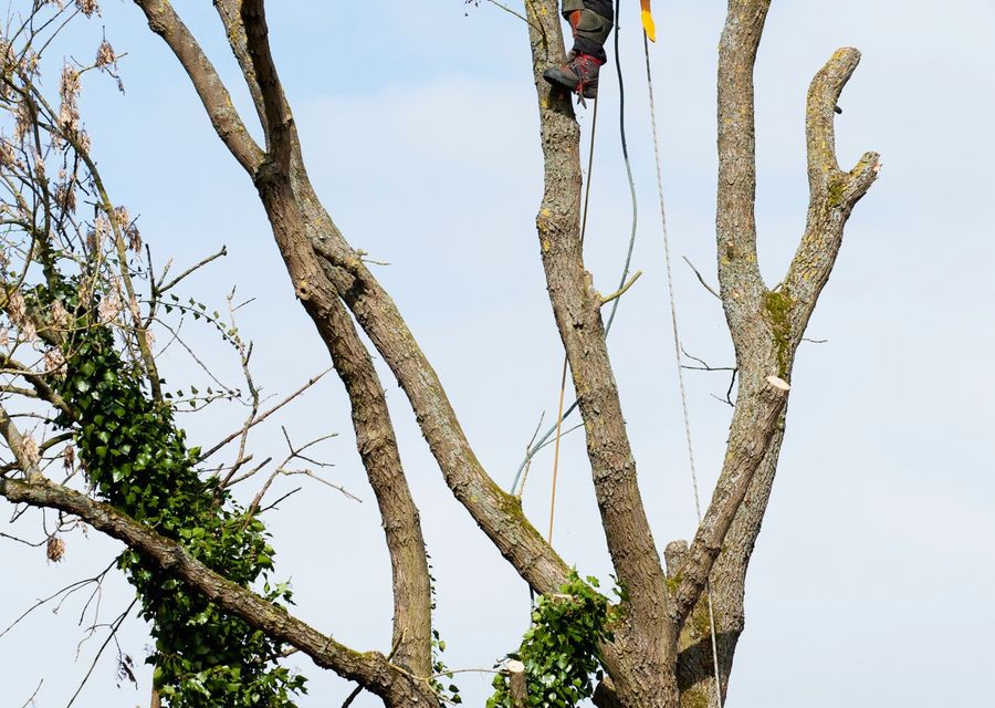Tree trimming and pruning by MGM Tree Service & Landscaping LLC in Yutan, NE