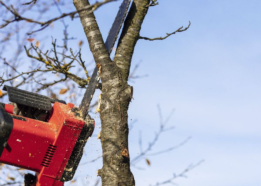 Tree trimming and pruning by SH General Landscapes LLC in Montgomery, PA