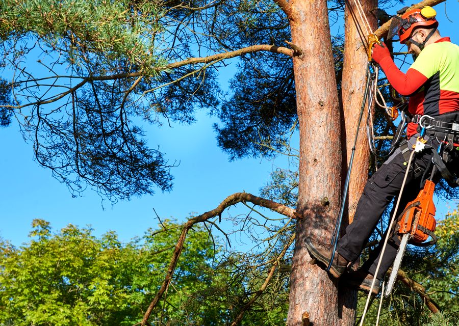 Tree trimming and pruning by Clover Tree Service Corp in White Oak, PA