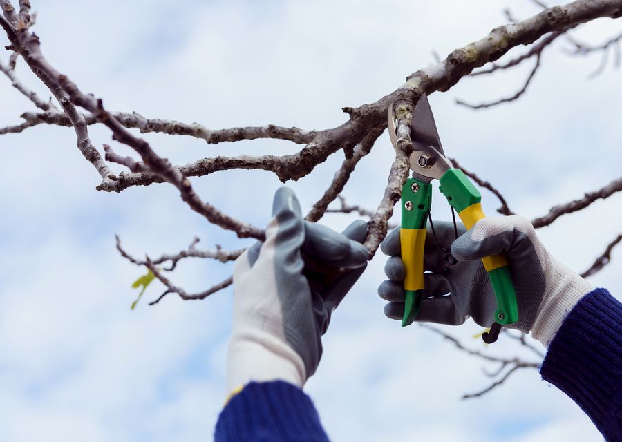 Tree trimming and pruning by Fritz's Tree Service in Belmont, NC