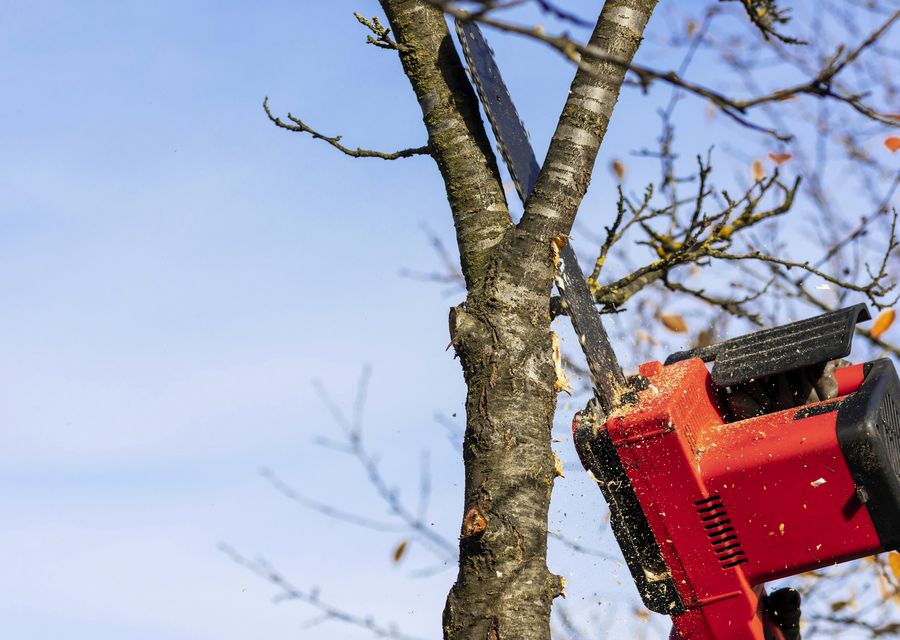 Tree trimming and pruning by Willco Tree LLC in Greensboro, VT