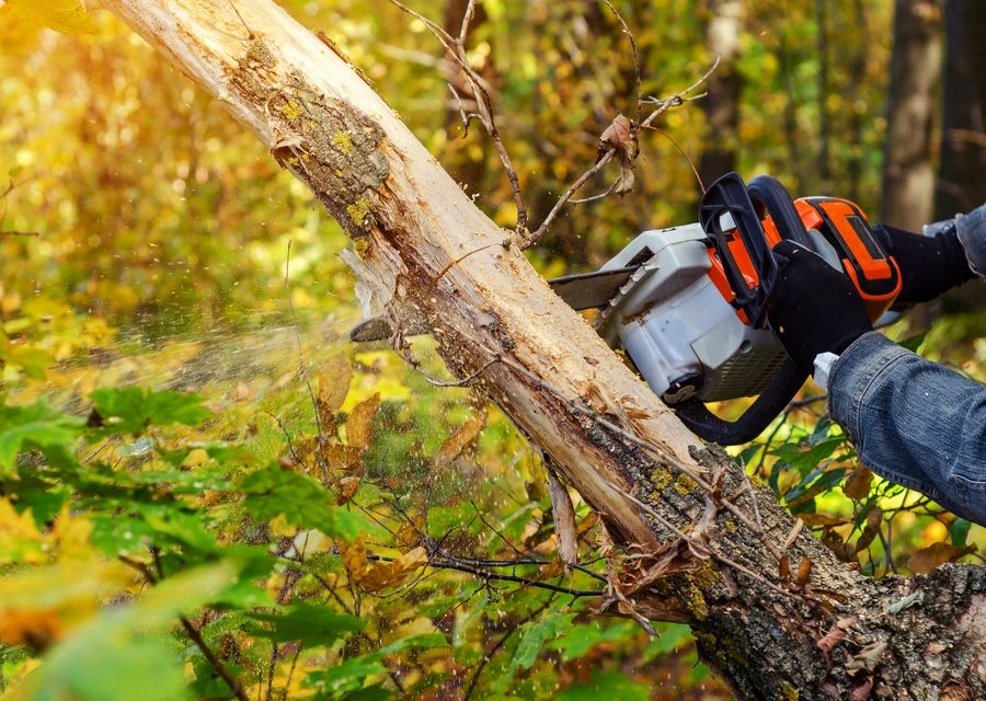 Tree trimming and pruning by Bumblebee Tree Service & Landscape LLC in East Chicago, IN