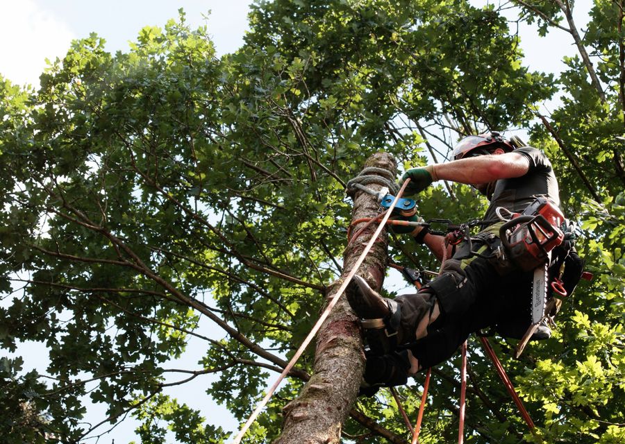Tree trimming and pruning by Manny's Landscaping Corp. in Bartlett, IL