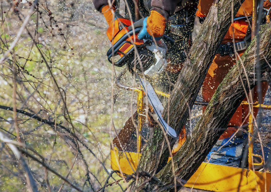 Tree trimming and pruning by Quality Pro Tree Service & Removal in Des Plaines, IL