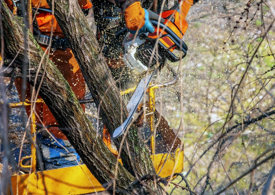 Tree trimming and pruning by Preservation Tree Care Inc in Clover, SC