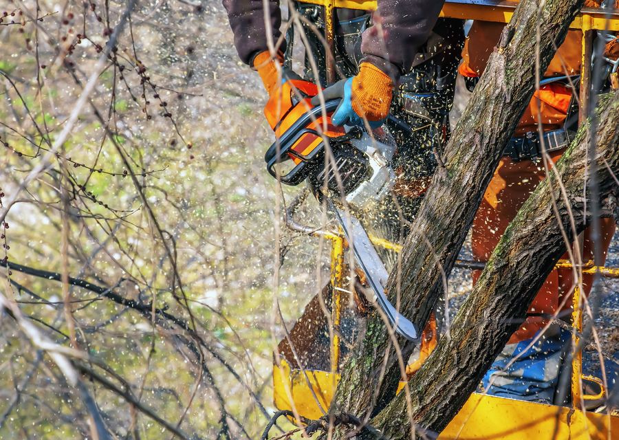 Tree trimming and pruning by Bergenfield Tree Service in Justice, IL