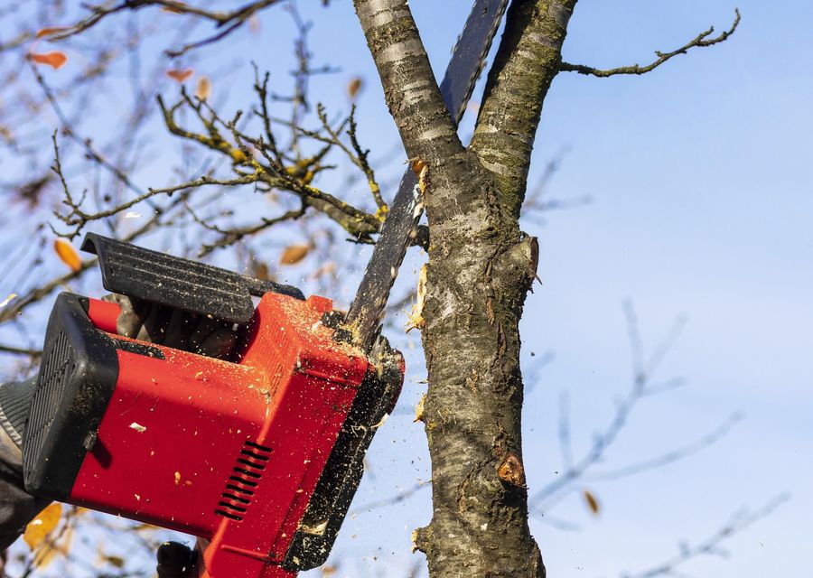 Tree trimming and pruning by McCabe's Tree Experts in Ashland, NE