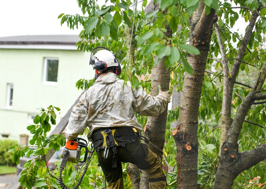 Tree trimming and pruning by Environmental Tree Care LLC in Hooversville, PA
