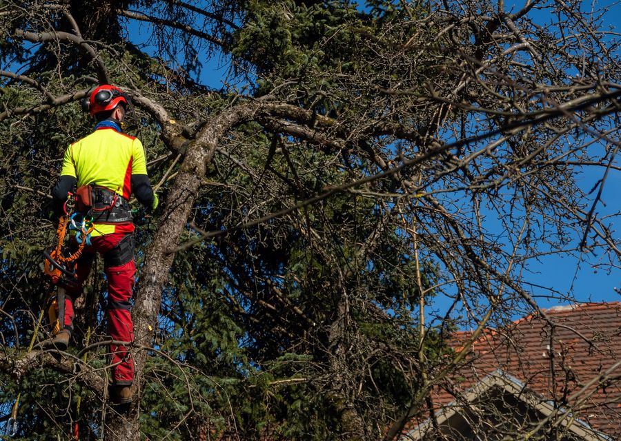 Tree trimming and pruning by Ultimate Tree Service in Apollo, PA