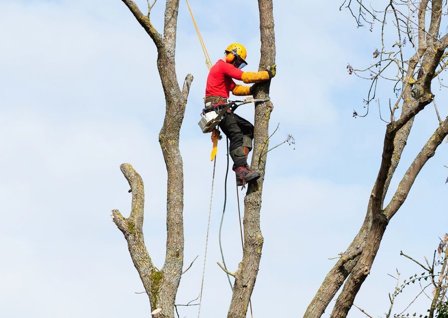 Tree trimming and pruning by Premium Tree Service in Bluffton, SC