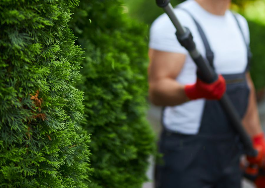 Tree trimming and pruning by Franco's Tree Service in Asheville, NC