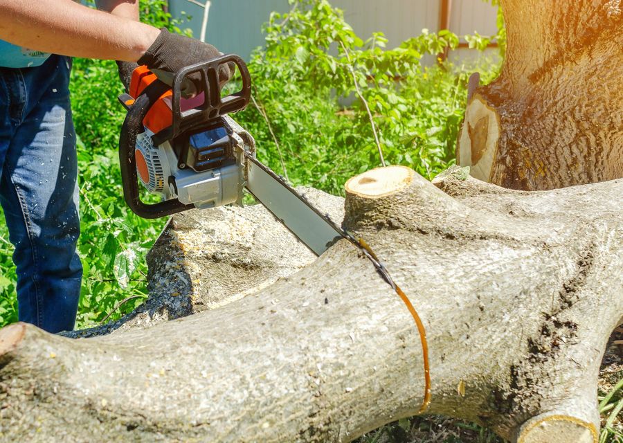 Tree trimming and pruning by Taylor Tree Removal Company in Marble Falls, TX