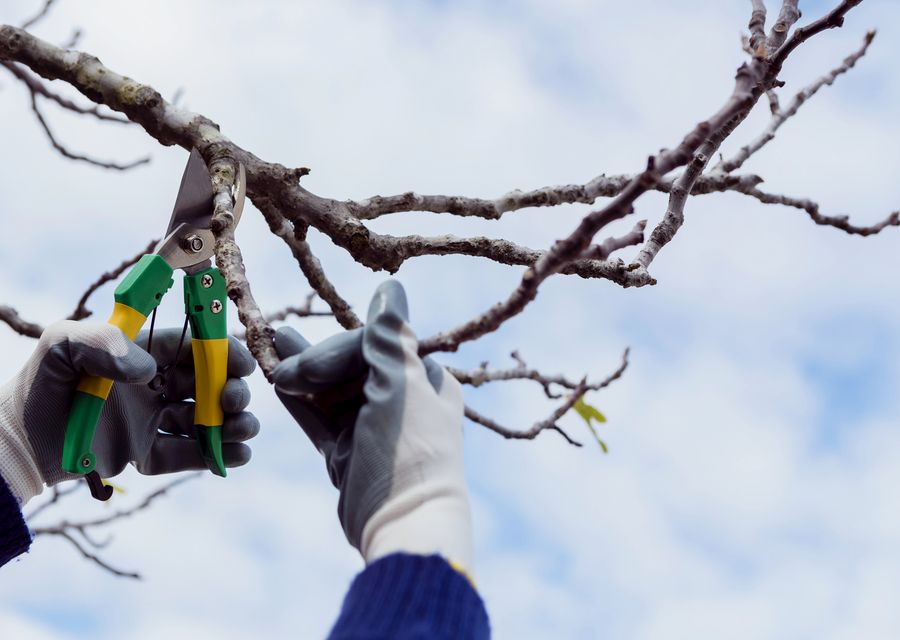Tree trimming and pruning by Cheap Charlie's Tree Service in Patrick Air Force Base, FL