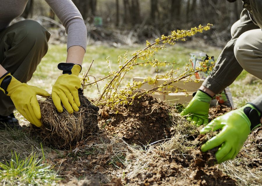 Tree trimming and pruning by Premier Stump Grinding in Penn, PA