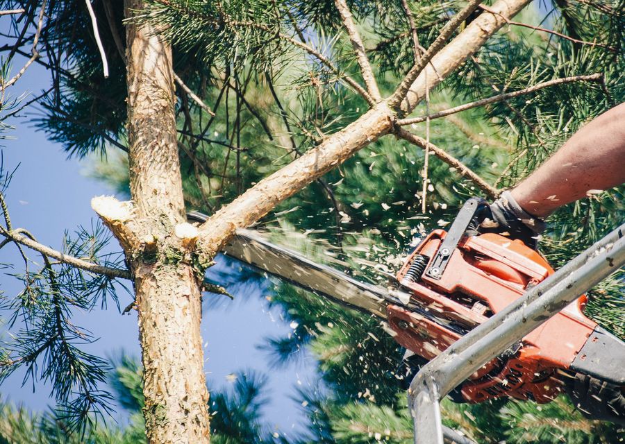Tree trimming and pruning by Falkinburg Tree Expert Co. in North Berwick, ME