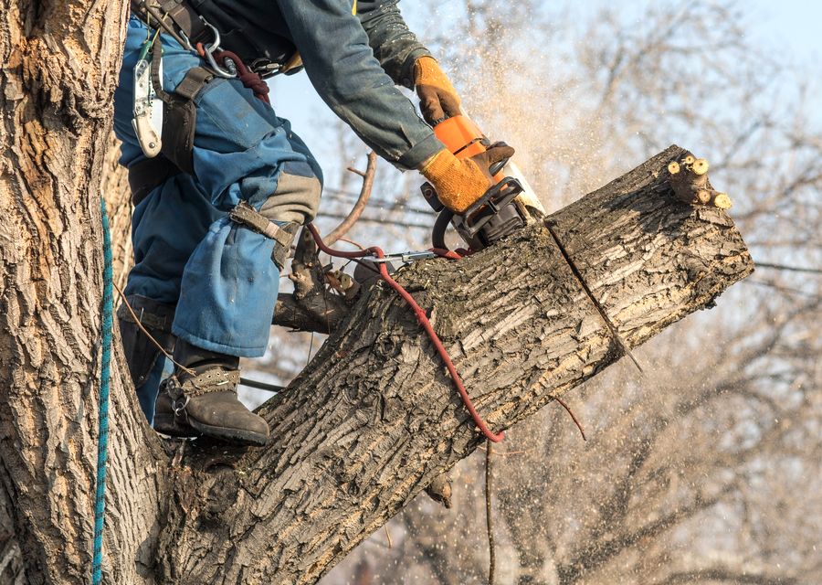 Tree trimming and pruning by Grealish Tree Service in Dacula, GA