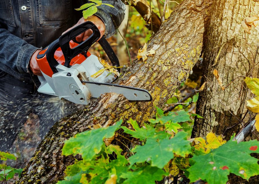 Tree trimming and pruning by Corona Tree Service LLC in Whiting, IN