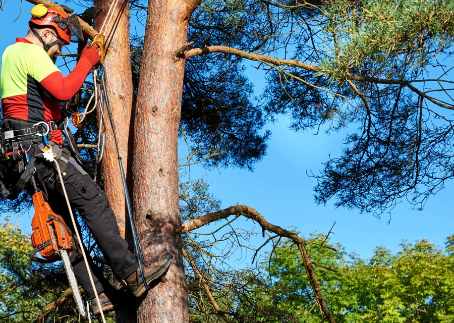 Tree trimming and pruning by Paradise Tree Services and Landscaping in Belfast, PA