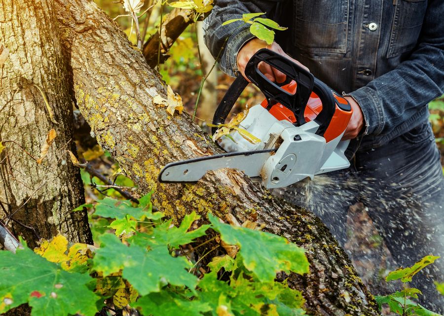 Tree trimming and pruning by Mory's Tree Service and Landscaping in Chicago Heights, IL