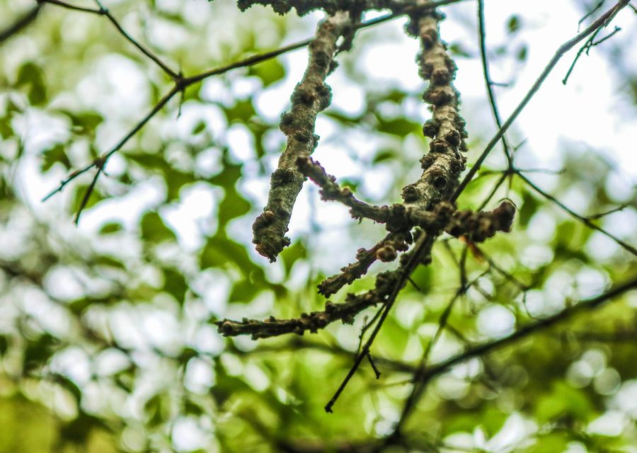 Tree trimming and pruning by Be a Tree Cremation in Derry, PA