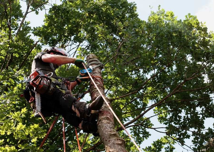 Tree trimming and pruning by True Tree Service in Derby Center, VT