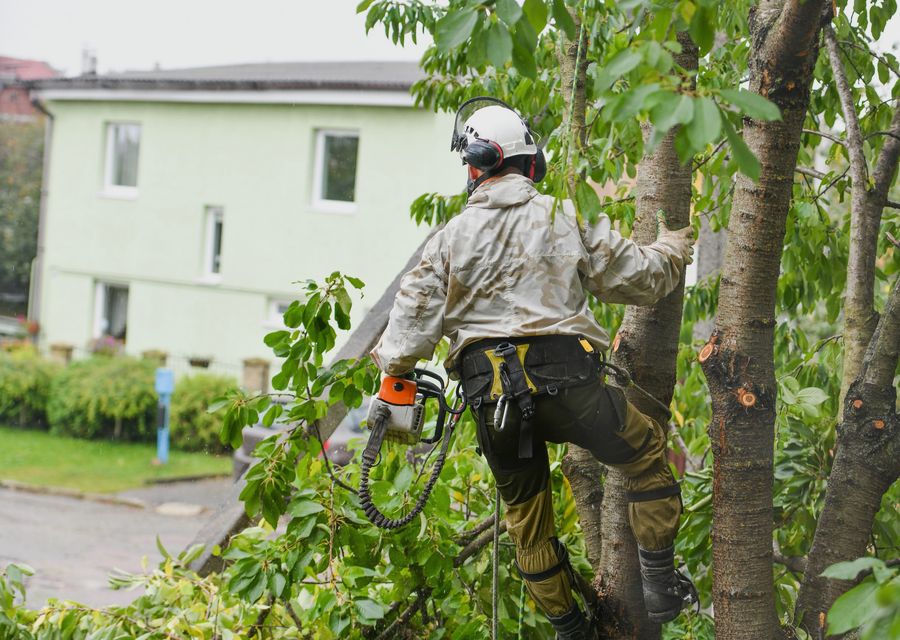 Tree trimming and pruning by O'Brother Tree Service LLC in Somersworth, NH